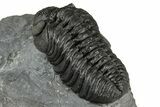 Phacopid (Adrisiops) Trilobite - Jbel Oudriss, Morocco #355875-5